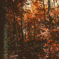 Mary Johanne Løkås